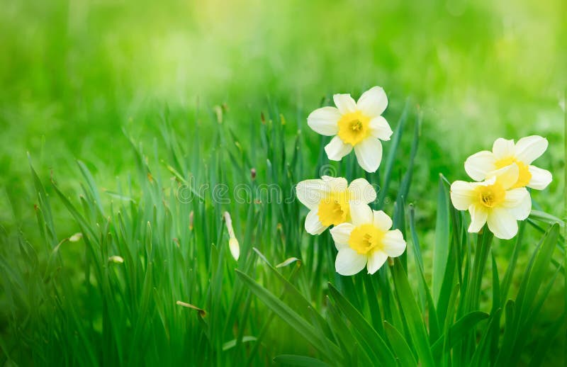Beautiful Nature Spring Background. Spring flowers. Nature scene with blooming daffodil flowers growing outdoors in garden close-up. Wallpaper or Web Banner With Copy Space. Beautiful Nature Spring Background. Spring flowers. Nature scene with blooming daffodil flowers growing outdoors in garden close-up. Wallpaper or Web Banner With Copy Space