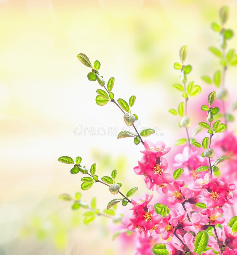 Fundo da natureza do verão da mola com o arbusto de florescência cor-de-rosa foto de stock royalty free Fundo da natureza do verão da mola com o arbusto de florescência cor-de-rosa foto de stock royalty free
