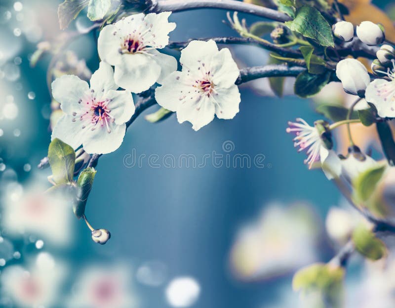 Fundo da natureza da primavera com fim acima da flor de cerejeira no fundo azul, quadro fotos de stock royalty free Fundo da natureza da primavera com fim acima da flor de cerejeira no fundo azul, quadro fotos de stock royalty free