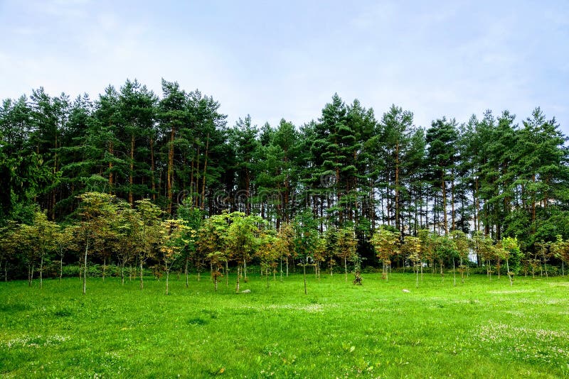 Fundo da natureza, árvores novas plantadas contra árvores mais velhas, floresta nova imagem de stock Fundo da natureza, árvores novas plantadas contra árvores mais velhas, floresta nova imagem de stock