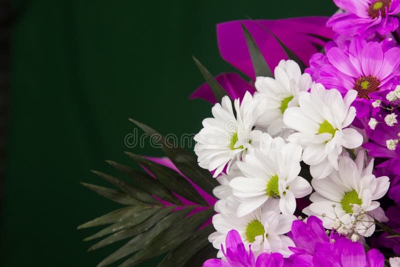 Fundo das flores cor-de-rosa, sinal da primavera imagem de stock royalty free