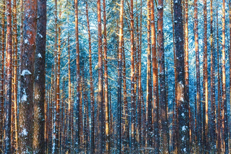 Winter forest trees nature snow woods background. Winter forest trees nature snow woods background