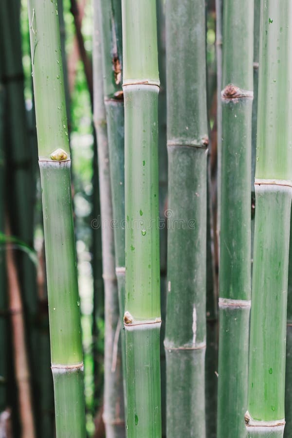 Fundo de bambu foto de stock Fundo de bambu foto de stock