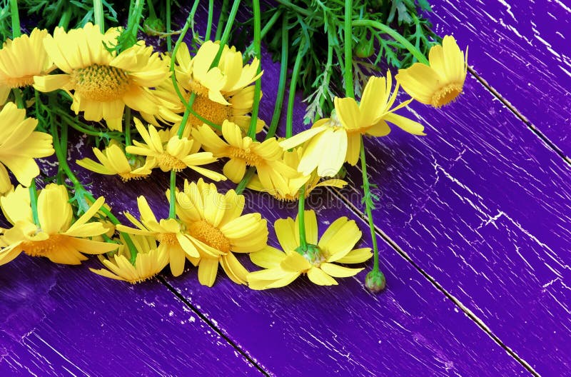 Fundo de madeira roxo escuro com um ramalhete de margaridas amarelas nas placas imagens de stock Fundo de madeira roxo escuro com um ramalhete de margaridas amarelas nas placas imagens de stock