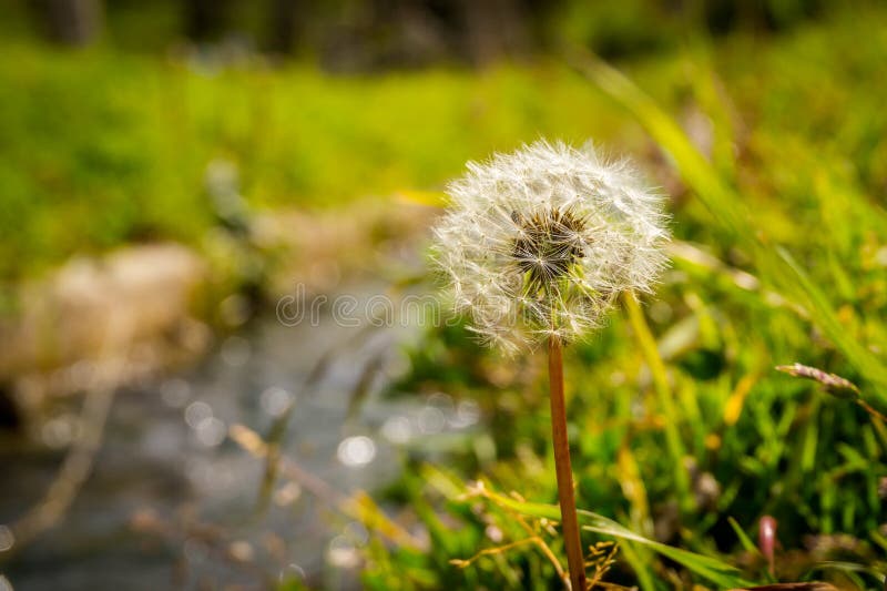 Fundo de uma flor do dente-de-leão no campo no verão fotografia de stock Fundo de uma flor do dente-de-leão no campo no verão fotografia de stock