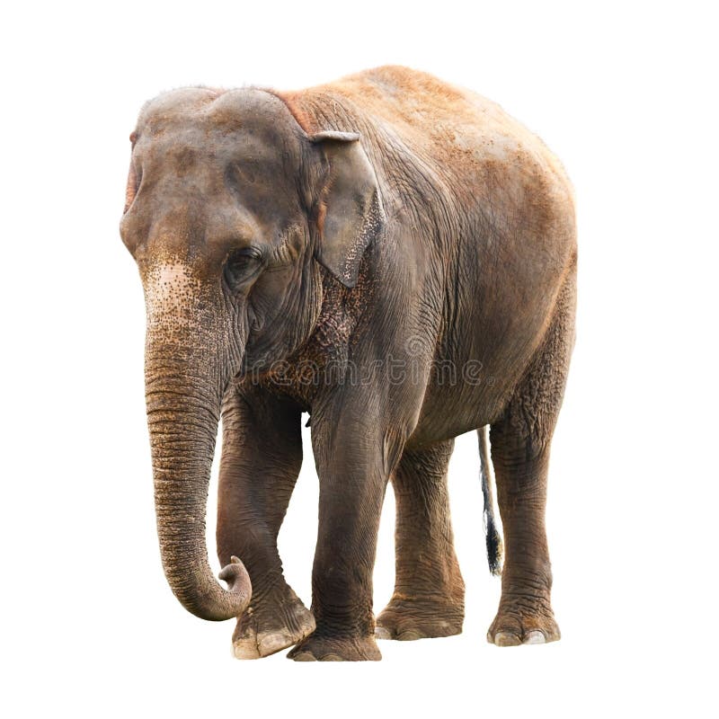 Fundo do branco do elefante fotografia de stock Fundo do branco do elefante fotografia de stock