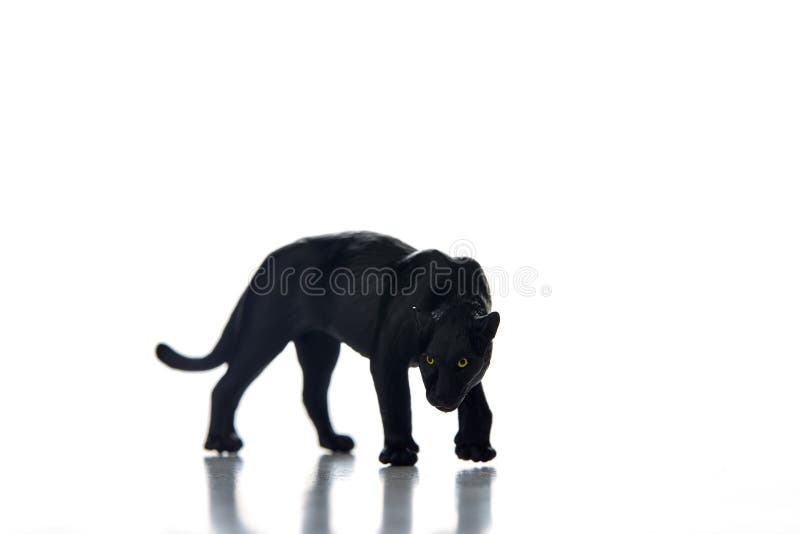 Fundo do branco do retrato da pantera preta imagem de stock Fundo do branco do retrato da pantera preta imagem de stock