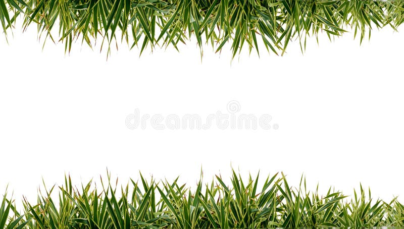 Fundo CG de folha e moldura. Moldura de relva. Fundo branco fotografia de stock royalty free