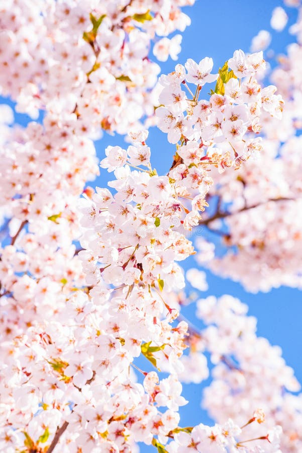 Um prédio rosa e branco com uma árvore ao fundo que diz flor de cerejeira.