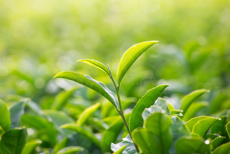 Fundo do folhas de chá verdes, folha do chá no jardim fotos de stock Fundo do folhas de chá verdes, folha do chá no jardim fotos de stock