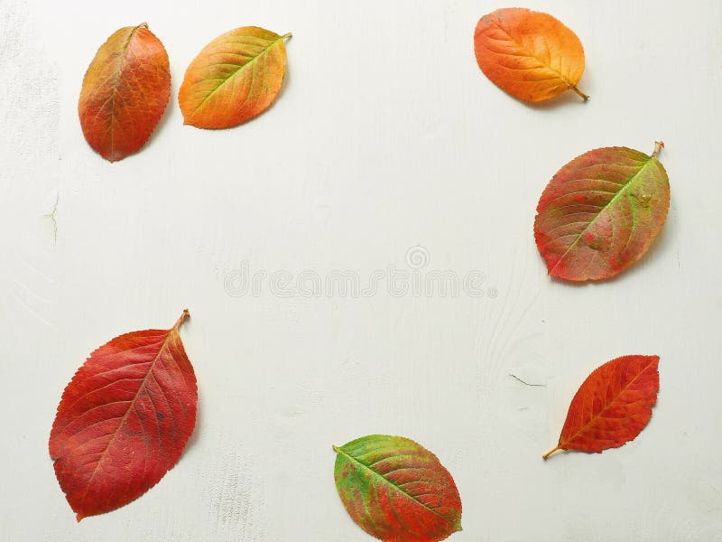 Fundo do outono Quadro com as folhas vermelhas, amarelas e verdes imagens de stock royalty free Fundo do outono Quadro com as folhas vermelhas, amarelas e verdes imagens de stock royalty free