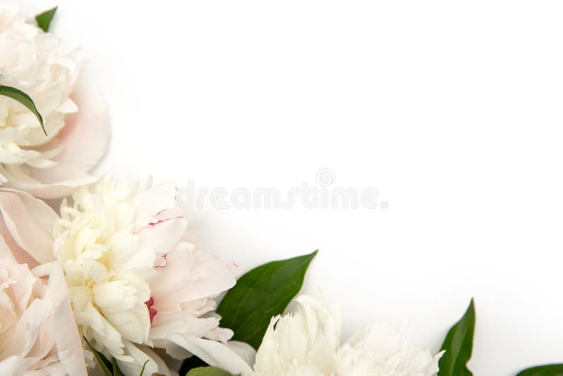 Fundo do quadro de flores. cartão de papel branco com peônias. espaço de trabalho. em branco para saudações