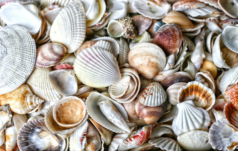 Fundo do shell do mar, conchas do mar, natureza, mar, bege, cinzento fotos de stock Fundo do shell do mar, conchas do mar, natureza, mar, bege, cinzento fotos de stock