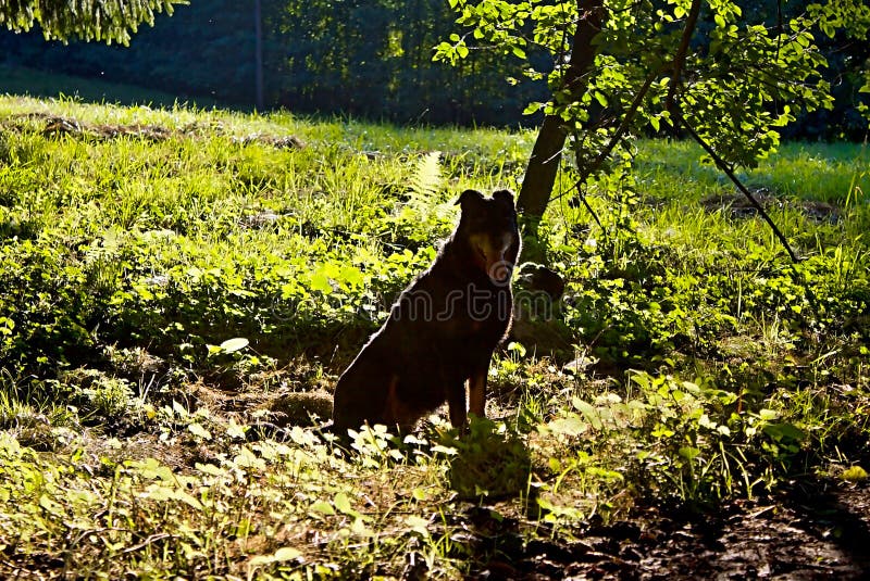 Fundo do vetor do cão silhouette imagem de stock royalty free