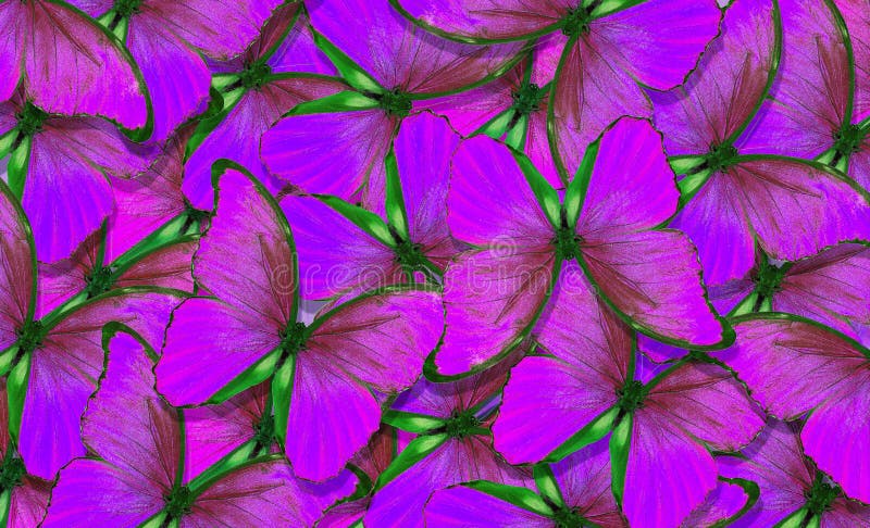 Fundo estrutural natural roxo macio Asas de uma borboleta Morpho Voo do fundo abstrato das borboletas brilhantes imagem de stock Fundo estrutural natural roxo macio Asas de uma borboleta Morpho Voo do fundo abstrato das borboletas brilhantes imagem de stock