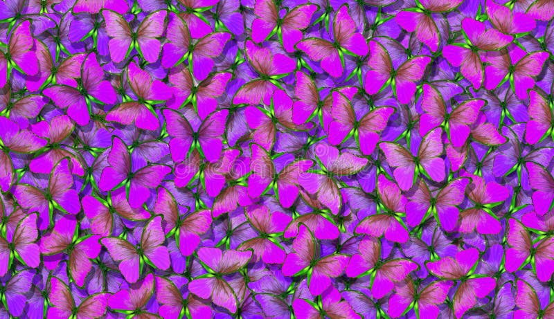 Fundo estrutural natural roxo macio Asas de uma borboleta Morpho Voo do fundo abstrato das borboletas brilhantes fotos de stock royalty free Fundo estrutural natural roxo macio Asas de uma borboleta Morpho Voo do fundo abstrato das borboletas brilhantes fotos de stock royalty free