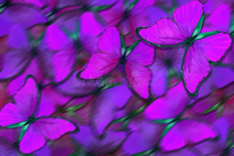 Fundo estrutural natural roxo macio Asas de uma borboleta Morpho Voo do fundo abstrato das borboletas brilhantes imagem de stock Fundo estrutural natural roxo macio Asas de uma borboleta Morpho Voo do fundo abstrato das borboletas brilhantes imagem de stock