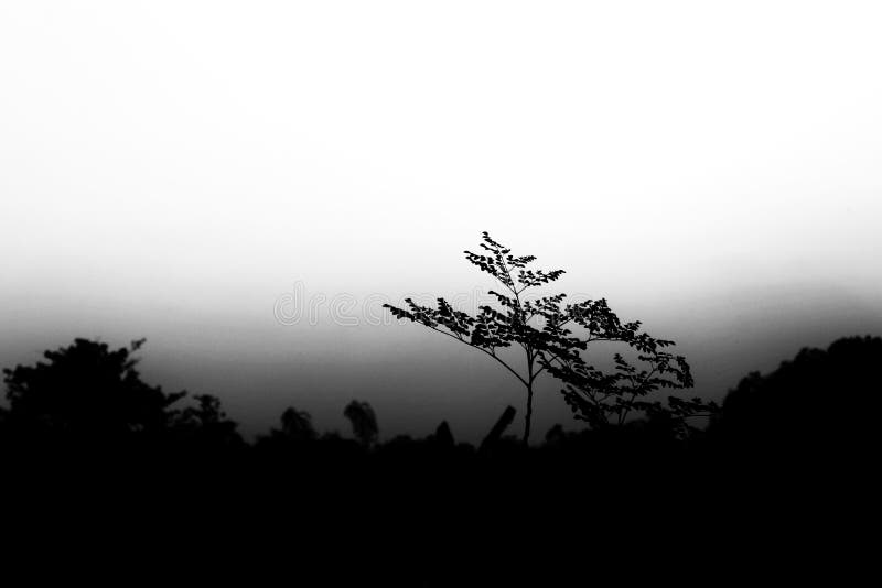 Fundo exterior da silhueta imagem de stock royalty free