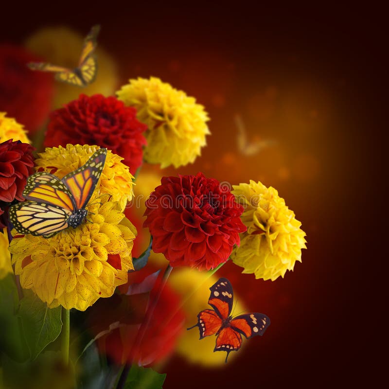 Colorful autumn chrysanthemums with flares, butterfly. Colorful autumn chrysanthemums with flares, butterfly