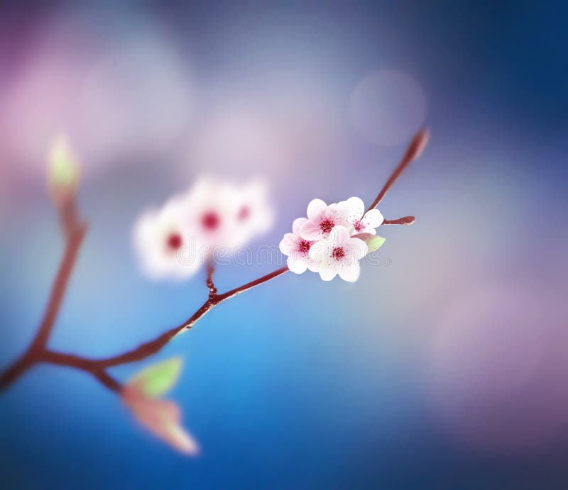 Fundo floral bonito do sumário da mola da natureza Ramo da florescência no fundo do céu azul fotografia de stock Fundo floral bonito do sumário da mola da natureza Ramo da florescência no fundo do céu azul fotografia de stock