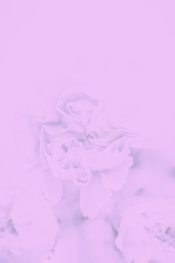 Fundo floral cinzento cor-de-rosa pastel macio Copie o espa?o fotografia de stock Fundo floral cinzento cor-de-rosa pastel macio Copie o espa?o fotografia de stock