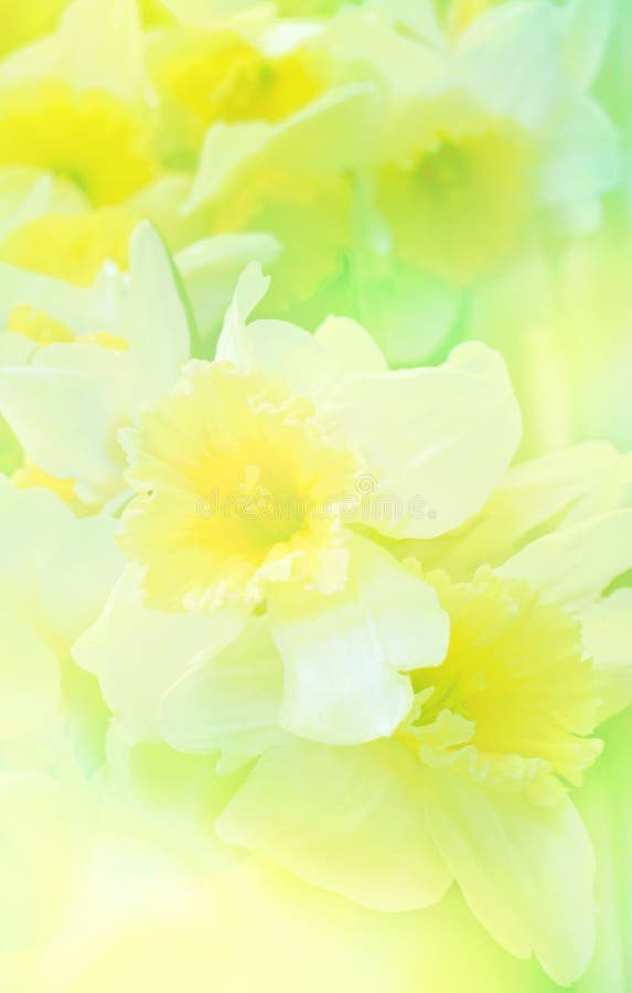 Spring floral background with daffodil flowers. Spring floral background with daffodil flowers