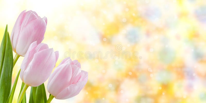 Fundo floral da natureza do feriado imagem de stock Fundo floral da natureza do feriado imagem de stock