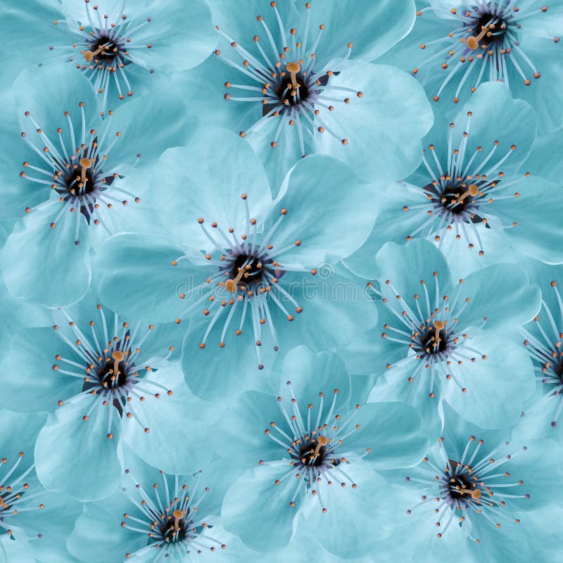 Fundo floral de turquesa Grande cereja branca das flores colagem floral Composição da flor fotos de stock Fundo floral de turquesa Grande cereja branca das flores colagem floral Composição da flor fotos de stock