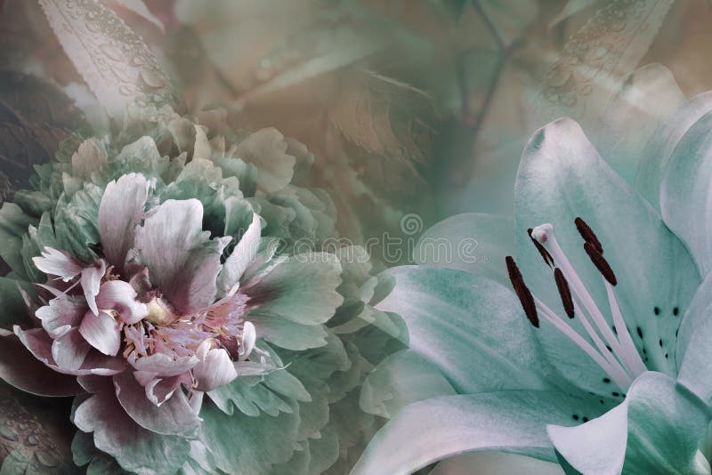 Fundo floral do lírio de turquesa e da peônia verde-violeta Floresce o close-up em um fundo de cor-de-rosa-turquesa Composição da