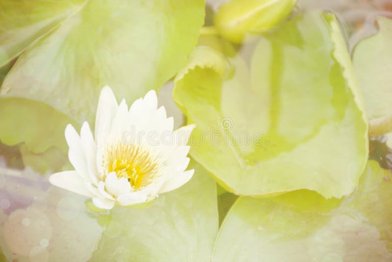 Fundo floral doce, flor de lótus brancos com foco macio imagem de stock royalty free Fundo floral doce, flor de lótus brancos com foco macio imagem de stock royalty free
