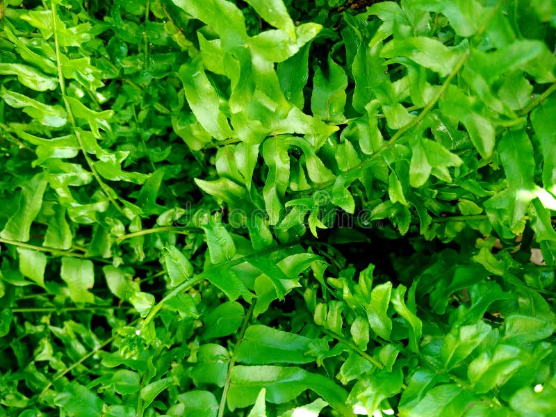 Fundo floral natural da samambaia da folha verde fresca das plantas e das folhas das samambaias foto de stock Fundo floral natural da samambaia da folha verde fresca das plantas e das folhas das samambaias foto de stock