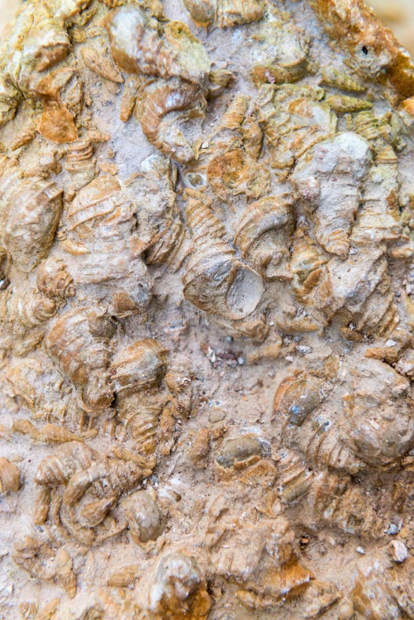 Fundo fóssil do close-up do shell fotos de stock