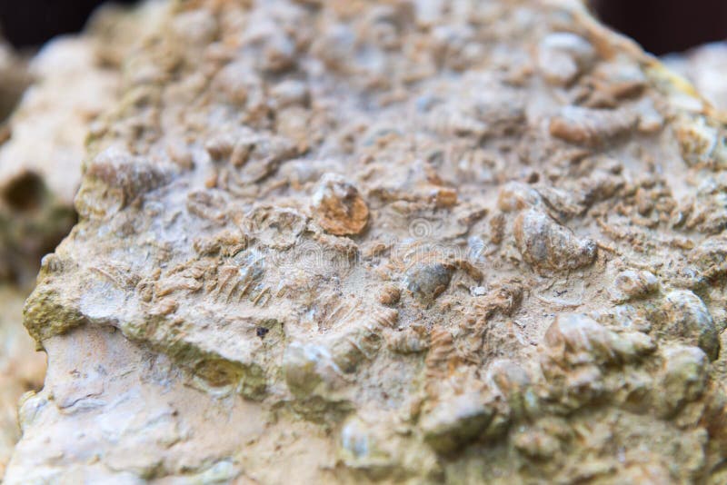 Fundo de close-up de concha fóssil imagens de stock