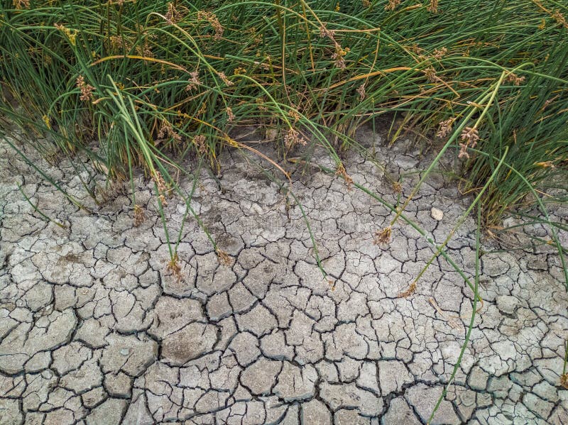 Fundo lamacento seco e rachado de um lago, rio ou pântano pouco profundo Lagoa verde