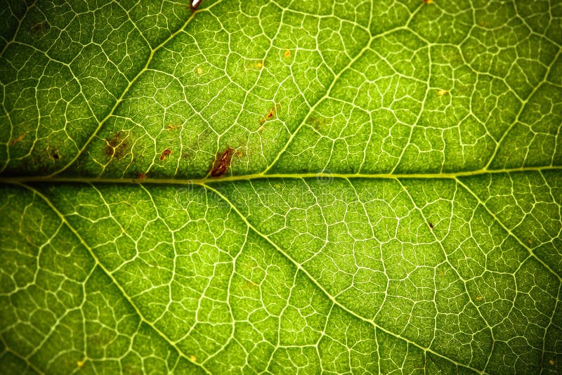 Fundo macro extremo da foto do close up da estrutura de superfície áspera detalhada fresca verde natural da folha imagem de stock