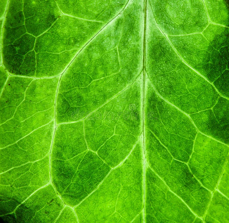 Fundo macro extremo da textura da biologia do verde da foto do close up da estrutura de superfície áspera verde fresca da folha imagem de stock