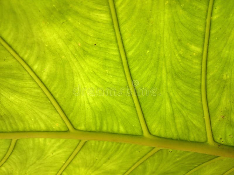 Fundo natural da folha verde e amarela verão ou mola fresca imagem de stock royalty free Fundo natural da folha verde e amarela verão ou mola fresca imagem de stock royalty free