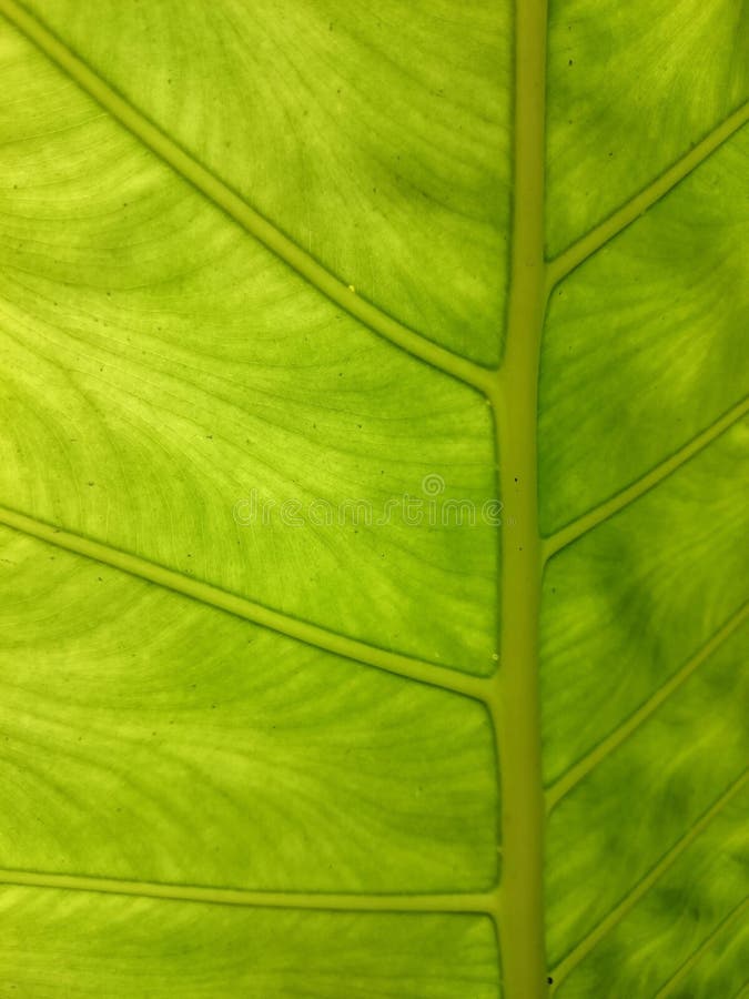 Fundo natural da folha verde verão ou teste padrão fresco da mola B imagens de stock Fundo natural da folha verde verão ou teste padrão fresco da mola B imagens de stock