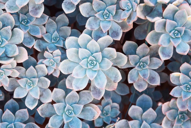 Fundo natural de Cactus, textura suculenta de cor azul Fecho da planta suculenta agave, foco seletivo, tonalidade