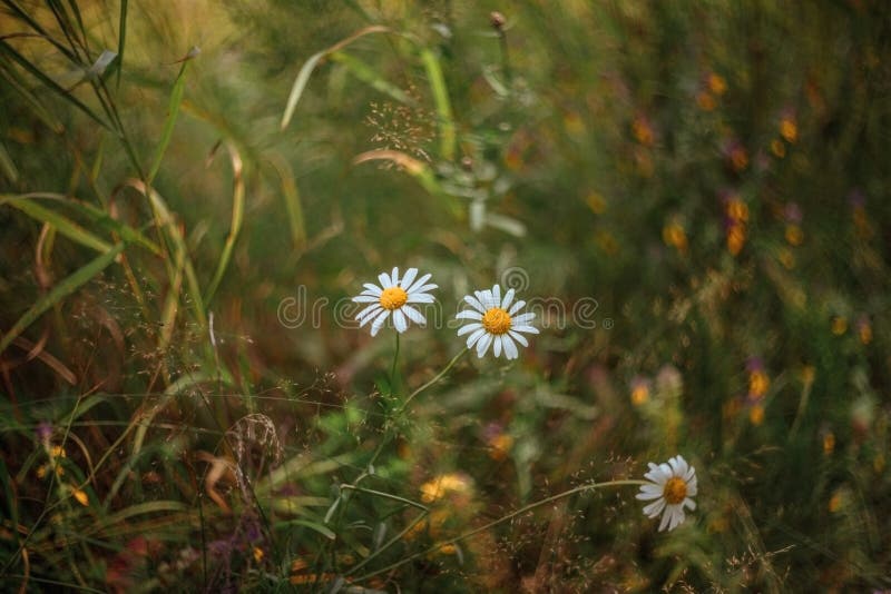 Fundo natural do campo Camomila branca, margaridas no campo Fundo bonito do prado do ver?o Wildflowers do verão em um ensolarado fotos de stock Fundo natural do campo Camomila branca, margaridas no campo Fundo bonito do prado do ver?o Wildflowers do verão em um ensolarado fotos de stock