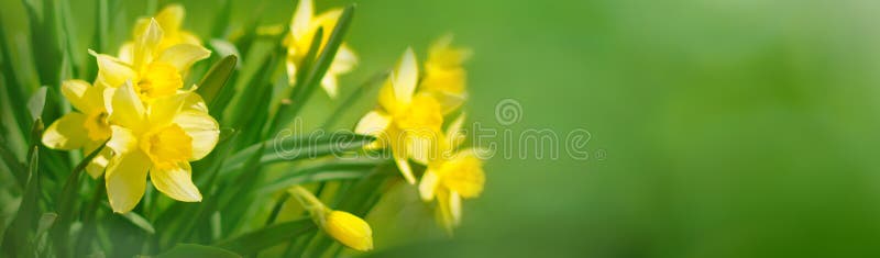 Beautiful Panoramic Spring background. Daffodils growing outdoors in Sunny day. Yellow Spring Flowers on green background. Wide Angle Wallpaper, billboard or Web banner With Copy Space for text. Beautiful Panoramic Spring background. Daffodils growing outdoors in Sunny day. Yellow Spring Flowers on green background. Wide Angle Wallpaper, billboard or Web banner With Copy Space for text