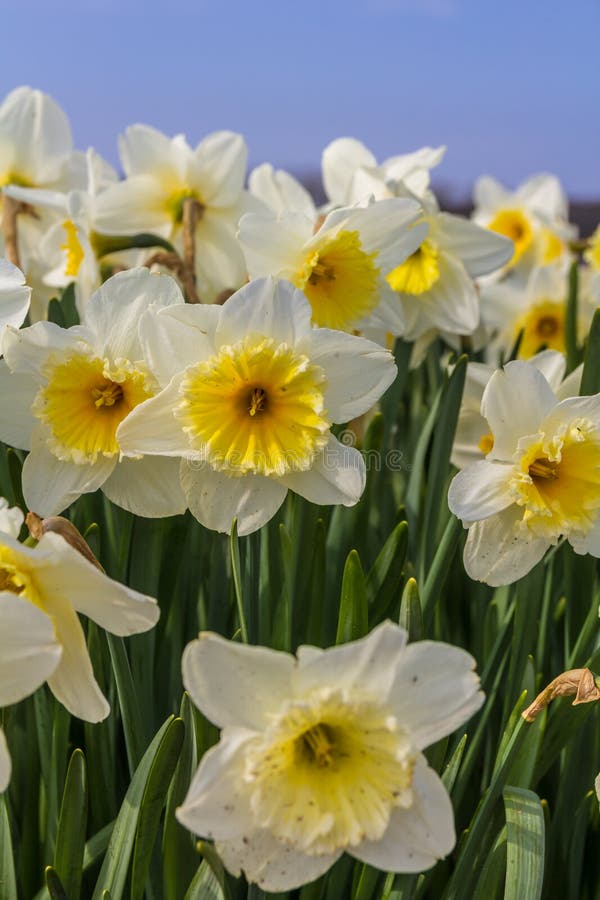 Yellow and white dutch daffodil flowers close up low angle of view with blue sky background. Yellow and white dutch daffodil flowers close up low angle of view with blue sky background