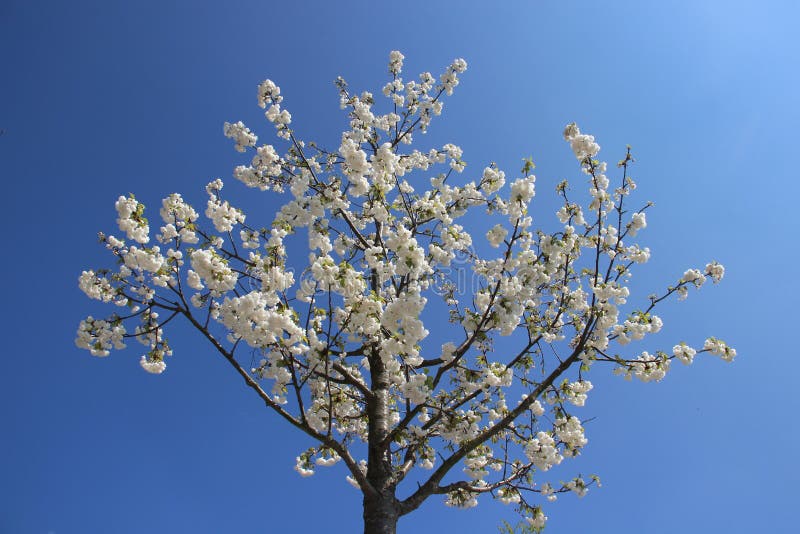 Fundo puro do céu azul de Cherry Flowers Blooming With Clear fotografia de stock royalty free Fundo puro do céu azul de Cherry Flowers Blooming With Clear fotografia de stock royalty free