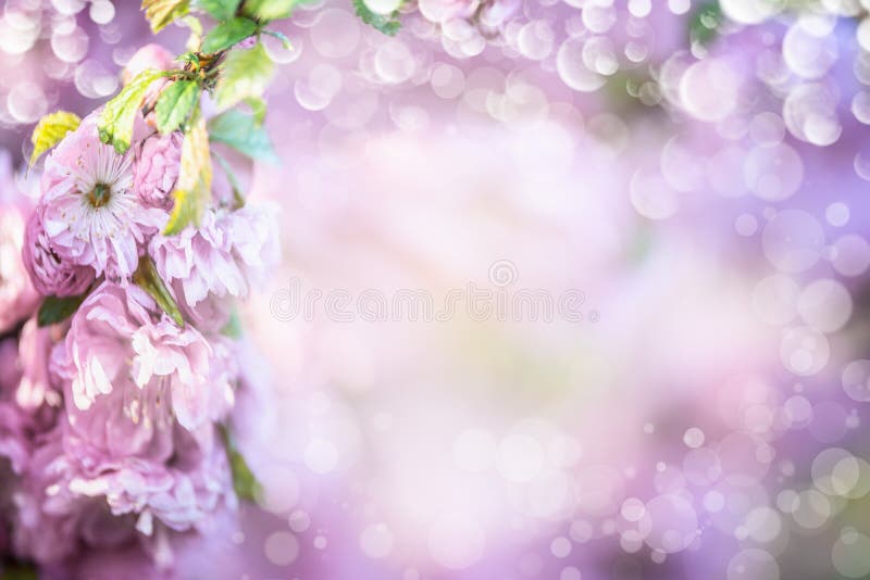Fundo roxo pastel da flor verão ou mola fotografia de stock royalty free Fundo roxo pastel da flor verão ou mola fotografia de stock royalty free