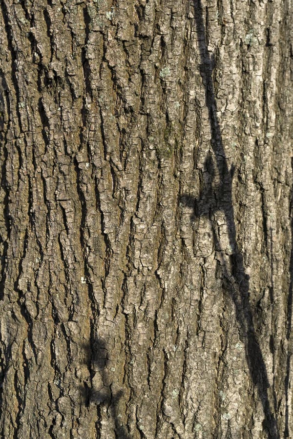 Fundo Textura Casca De Arvore Com Sombras Dos Ramos Foto De Stock Imagem De Textura Arvore 117247496