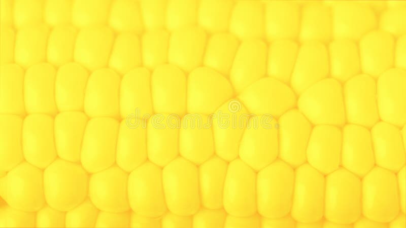 Vivid yellow fresh sweet corn, food textured background. 16 on 9 panoramic format. Vivid yellow fresh sweet corn, food textured background. 16 on 9 panoramic format