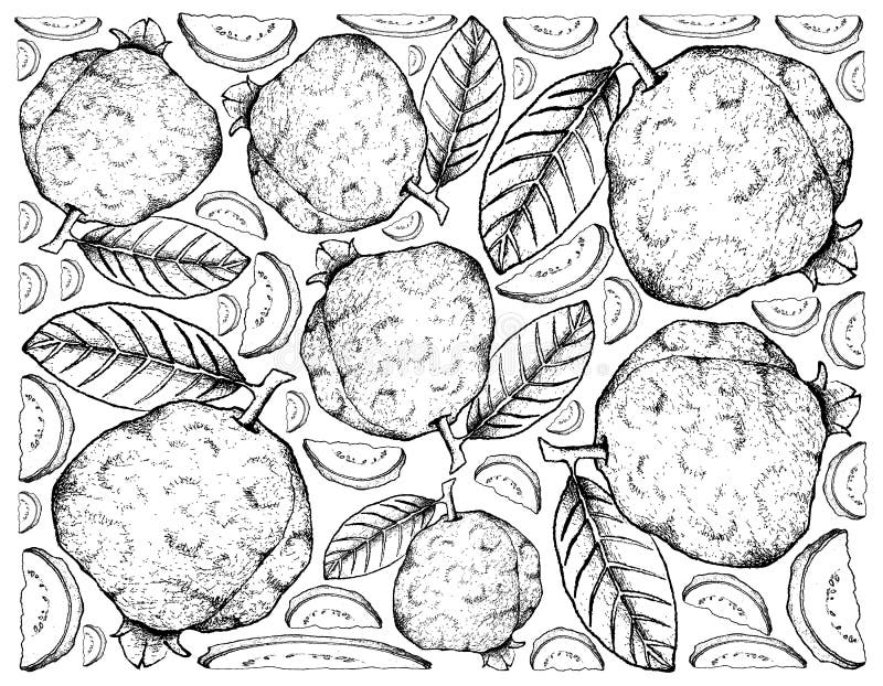 Tropical Fruits, Illustration Wallpaper Background of Hand Drawn Sketch Guava Fruits. Tropical Fruits, Illustration Wallpaper Background of Hand Drawn Sketch Guava Fruits.