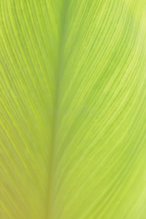 Fundo verde-claro da textura da folha fotografia de stock Fundo verde-claro da textura da folha fotografia de stock