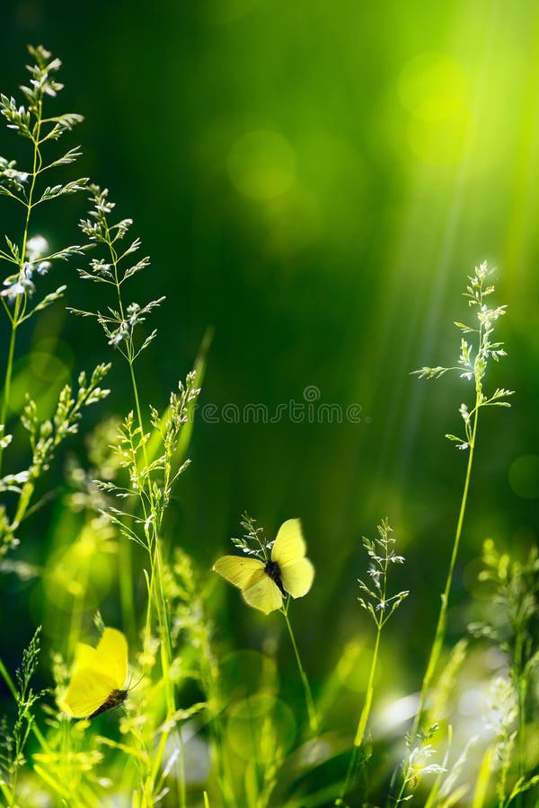 Fundo verde floral da natureza do verão abstrato fotografia de stock royalty free Fundo verde floral da natureza do verão abstrato fotografia de stock royalty free