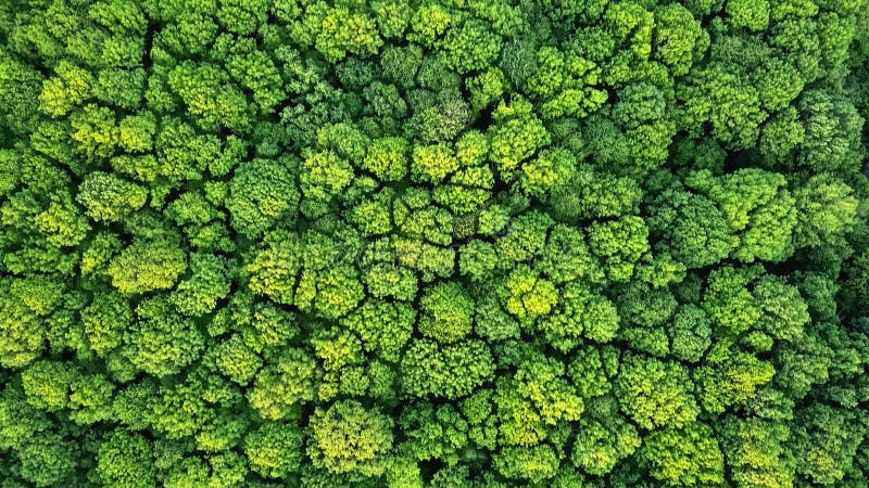 Fundo verde natural da floresta da mola da vista aérea Foto do zangão